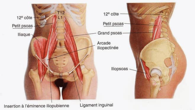 muscle psoas muscle ame 1