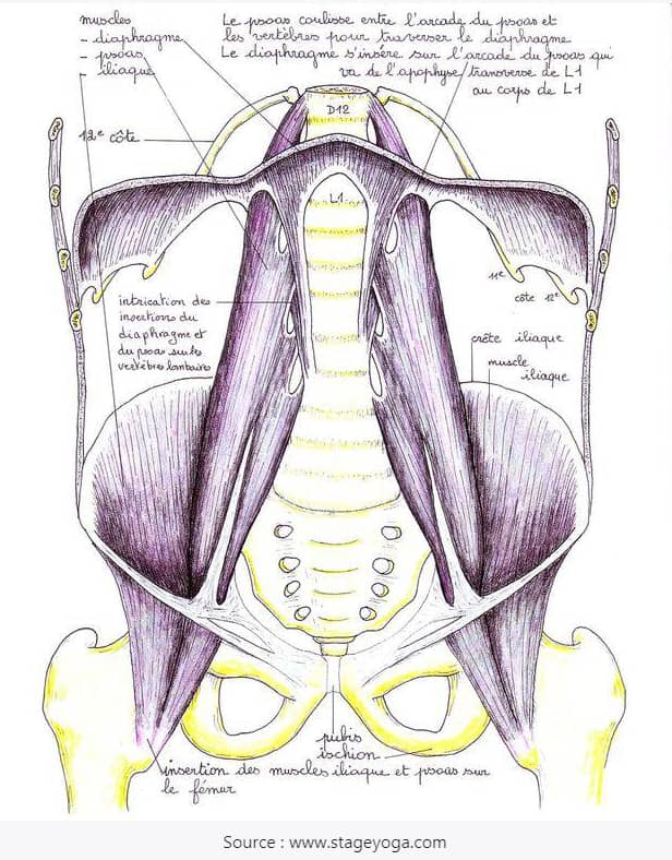 muscle psoas muscle ame 2