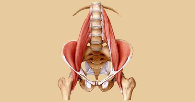 muscle psoas muscle ame 3