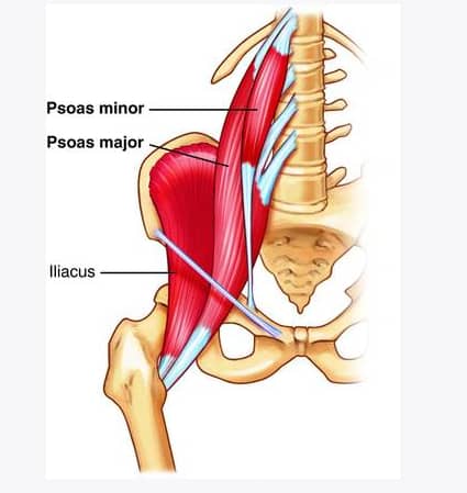 muscle psoas muscle ame 5